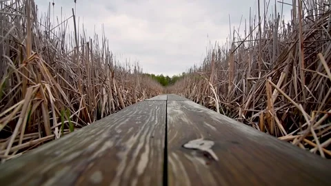 Boardwalk through the marsh, low angle shot Stock Footage 153692666