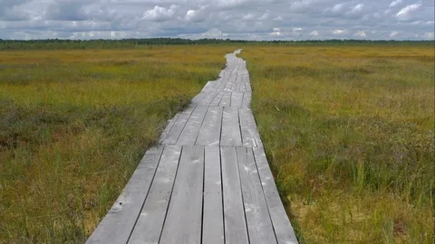 Boardwalk through Swamp. Time lapse Handheld shoot Stock-Footage 102310841