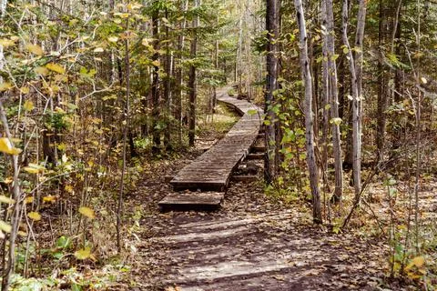 Boardwalk through the woods, elevated above the mud, along the Superior Hikin Stock Photos