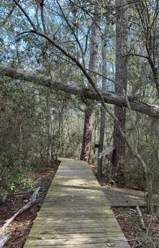 Boardwalk Trail Beneath Fallen Tree in Woodland Preserve 스톡 사진