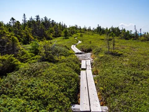 Boardwalk Trail Through Alpine Mountain Forest Stock Photos