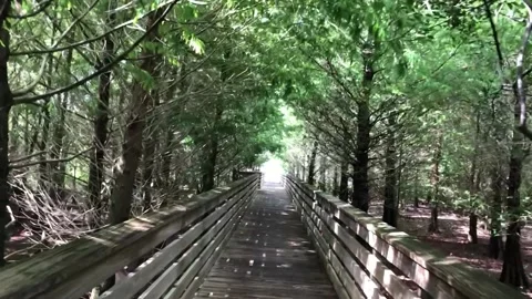 Boardwalk tunnel of trees 스톡 동영상 180516173
