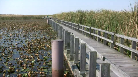 Boardwalk winds it way through the Canadian wetlands (High Definition) Stock Footage 358962