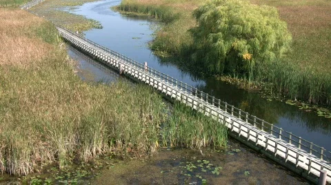 Boardwalk winds it way through the Canadian wetlands (High Definition) Stock Footage 359825