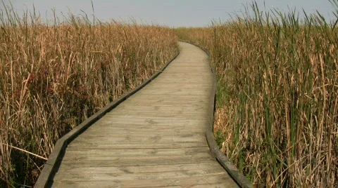 Boardwalk winds it way through the Canadian wetlands (High Definition) Stock Footage 367348