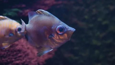 Boarfish also known as Capros Aper Swimming in the Deep Water. Stock Footage 320018469