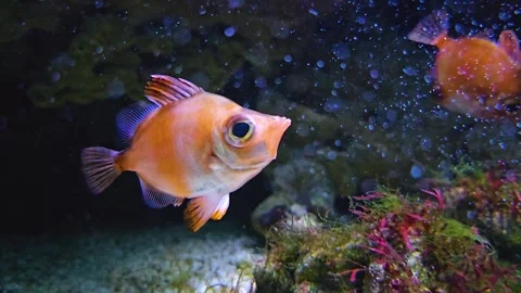 A boarfish Stock Footage 245029931