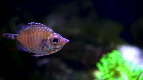 A boarfish moving around Stock Footage 297020447