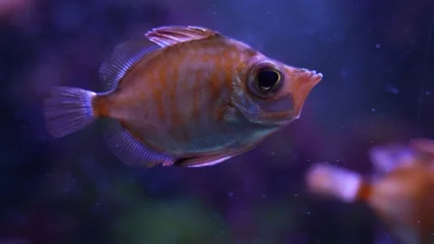 A boarfish swimming  Stock Footage 239578791