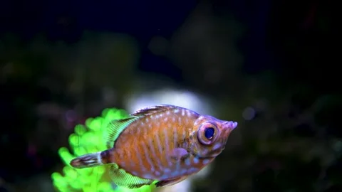 A boarfish, underwater Stock Footage 297021712