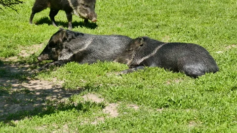 Boars are resting Video stock 242229723
