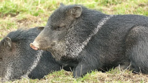 Boars are resting on the grass Stock-Footage 184524987