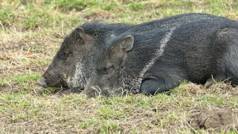 Boars are resting on the grass Stock Footage 184525799