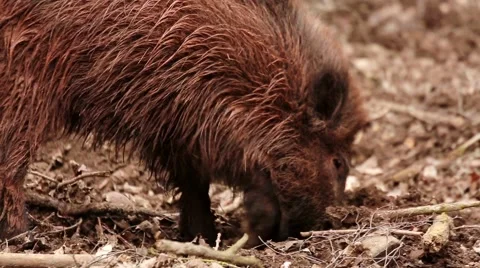 Boars in a forest Video stock 61450775