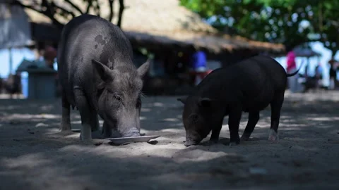 Boars Grazing on Sandy Beach Stock Footage 266166851