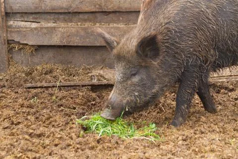 Boars in the mud Stock Photos