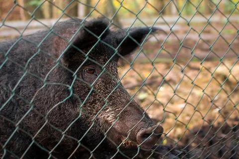 Boar's muzzle behind a metal mesh, close-up, blurred background Stock Photos