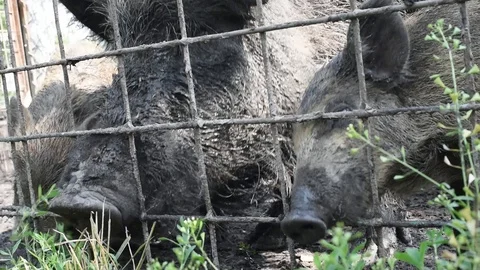 The boar's nose through the bars that would eat green delicious grass Stock Footage 92562747