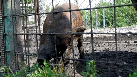 The boar's nose through the bars that would eat green delicious grass Stock Footage 92562835