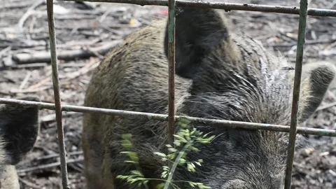 The boar's nose through the bars that would eat green delicious grass Video stock 92586098
