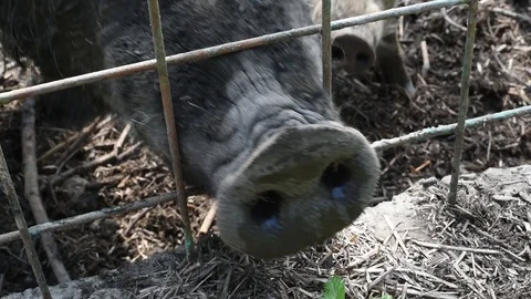 The boar's nose through the bars that would eat green delicious grass Stock Footage 92586153