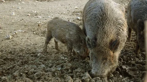 Boars outdoor Stock Footage 10680988