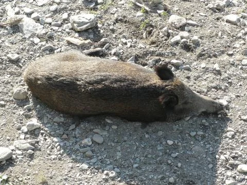 Boars Stock Photos