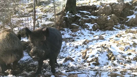 Boars in the snow Stock Footage 104304900