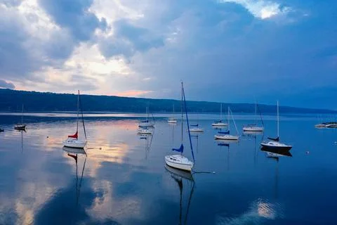 Boars on the water Stock Photos