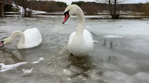 Boastful swan. Video stock 229166420