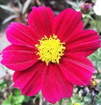 Boasting large bell-shaped dusky red flowers with golden yellow stamens. Stock Photos