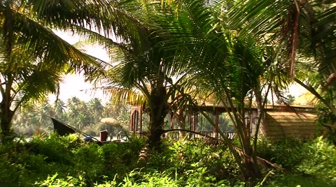 Boat and Palm trees in bacwaters in Kerala india Stock Footage 52157992