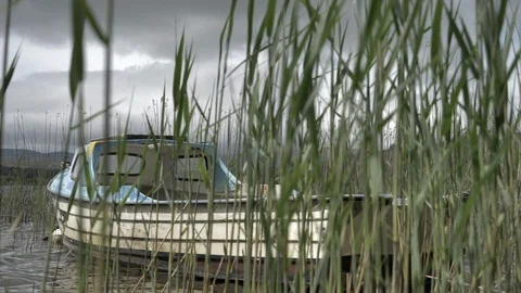 Boat behind the Reed Vídeos de archivo 111530004