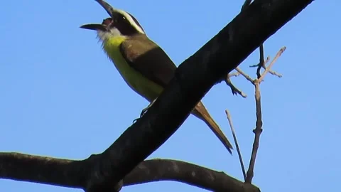 Boat-Billed Flycatcher Eating Fruit Seed in Tree Branch Stock Footage 345379851