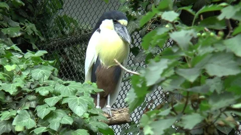 Boat Billed Heron Perched Facing Towards Camera Stock Footage 77248668
