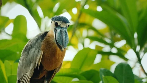 Boat billed heron sitting in the branches of a tree Stock Footage 114380807