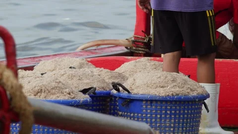 Boat with blue baskets full of freshly caught tiny shrimp, rusty winch and rope Stock Footage 346674253