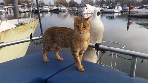 Boat Cat Stock Footage 107116016