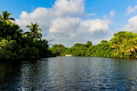Boat crossing the lagoon of a mangrove. Stock Photos
