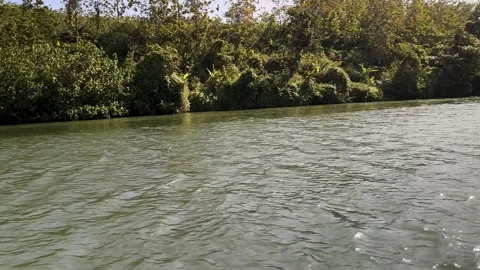 Boat Cruising Down Tropical River, Lush Jungle Banks, Sunny Day, POV Shot Stock Footage 324769237