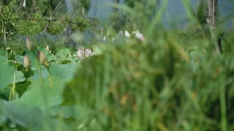 The boat float thru lotus field in the Dal Lake, Srinagar, Kasmir, India Stock-Footage 285070585