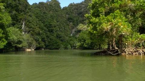 From the boat floating on the river in the mangrove forest Video stock 84641303