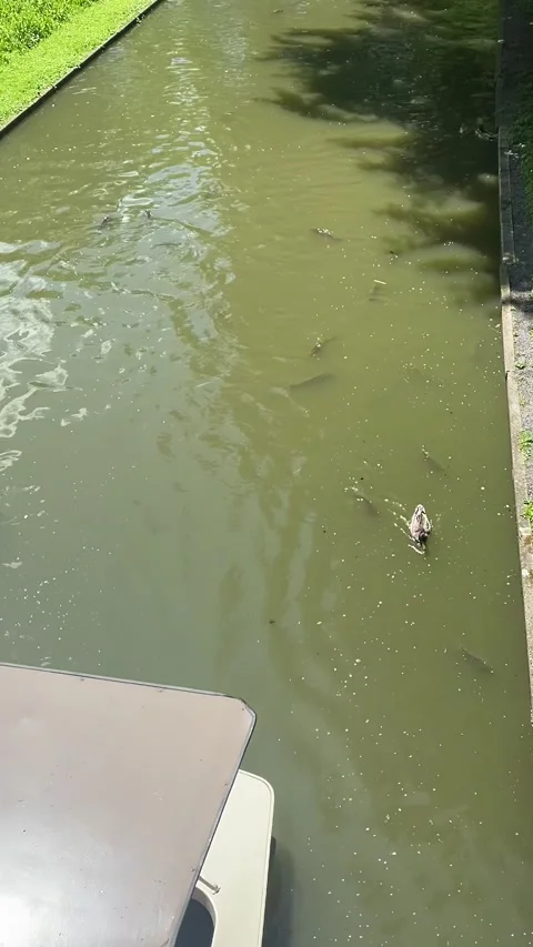 A boat floats down the river with carp and ducks 動画素材 314783913
