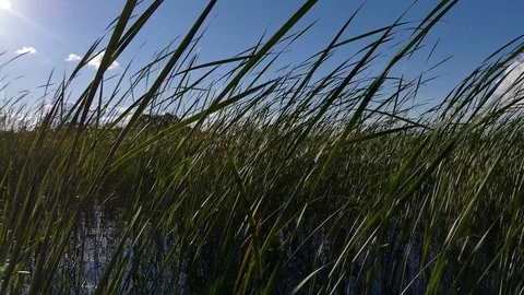 The boat floats in the grass Stock Footage 78780260