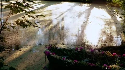 Boat in flowers on the river. Sunset. Forest lake. Stock Footage 196992342