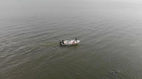 Boat follows a pod of dolphins while taking pictures Stock Footage 142237574