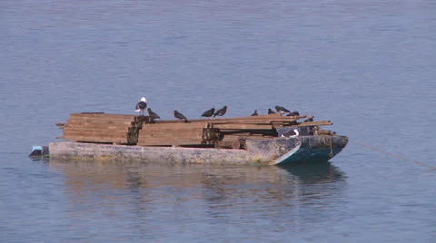 Boat full of birds Stock Footage 39477089