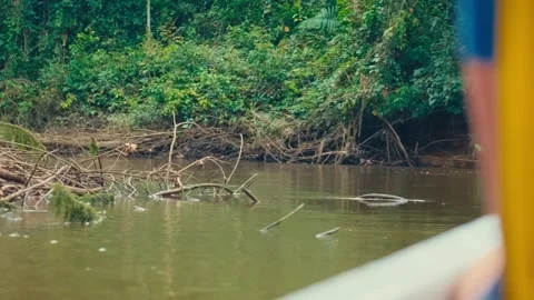 A boat glides through a calm river surrounded by dense Amazon rainforest in the Video stock 345157832