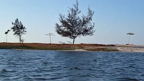 Boat Gliding Saplings. Row Of Saplings. Young Shoreline Trees Stock Footage 322555286