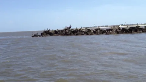 Boat going into harbor past rocks and pelicans Stock Footage 74477131